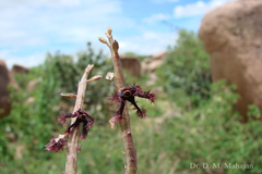 Caralluma adscendens var. fimbriata